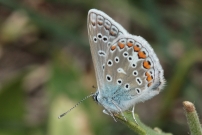 L'Argus bleu (Lpidoptre - Lycaenidae - Polyommatus icarus)